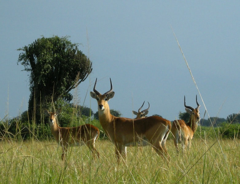 Afrique